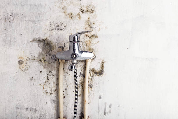 Trusted Fort Myers, FL Mold Removal Experts