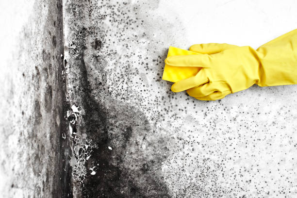 Mold Removal Process in Fort Myers, FL