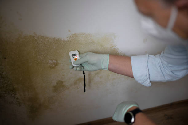 Best Certified Mold Removal  in Fort Myers, FL