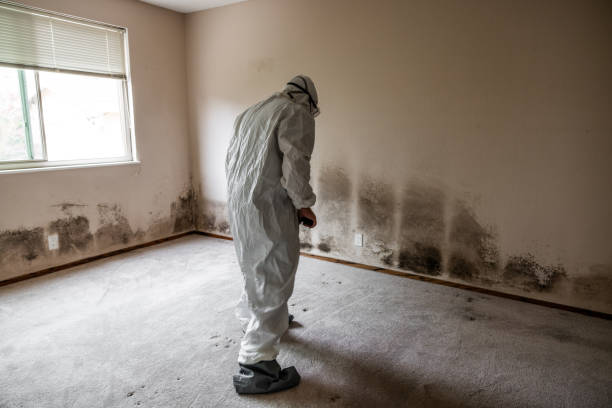 Home Mold Removal in Fort Myers, FL