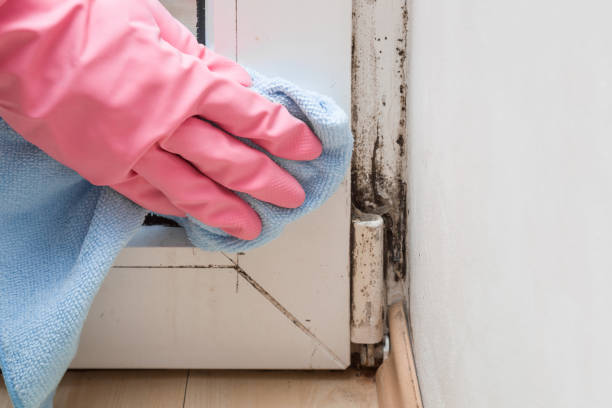 Best Mold Damage Repair  in Fort Myers, FL