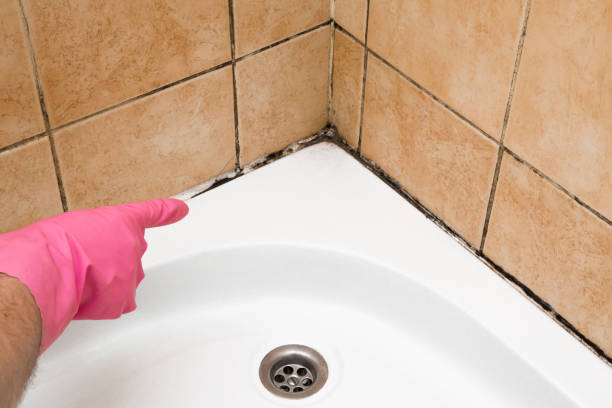 Best Professional Mold Removal  in Fort Myers, FL