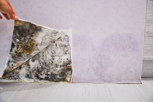 Best Commercial Mold Removal  in Fort Myers, FL
